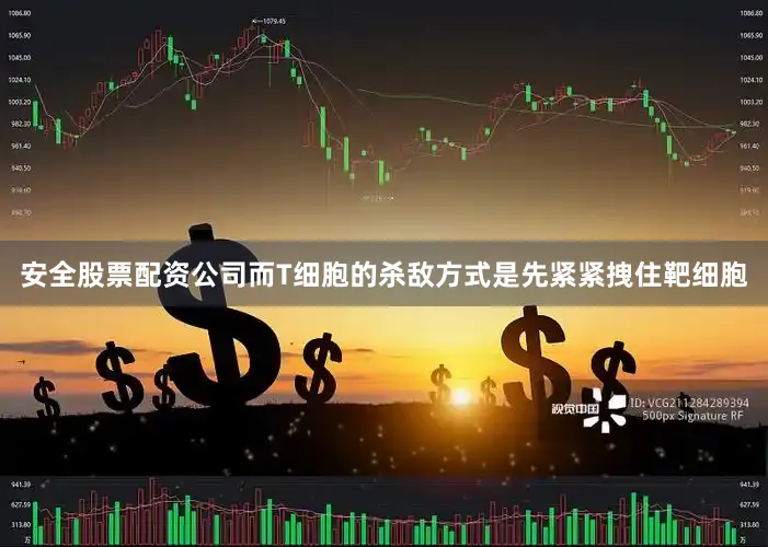 安全股票配资公司而T细胞的杀敌方式是先紧紧拽住靶细胞